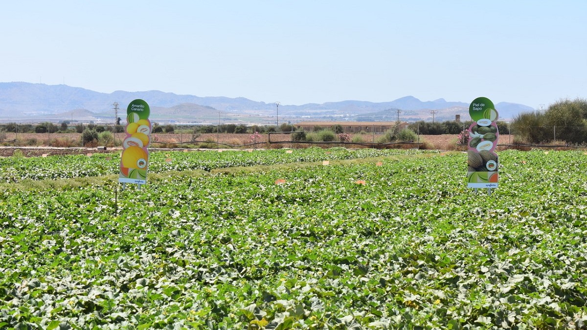 Estación de Investigación y Desarrollo de Syngenta, localizada en La Puebla (Región de Murcia).|Asistentes al evento all you need de syngenta